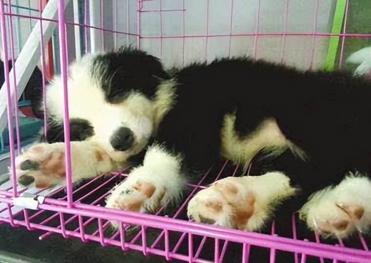 如何挑选幼犬？下面4个方法，让你养到心仪的狗狗