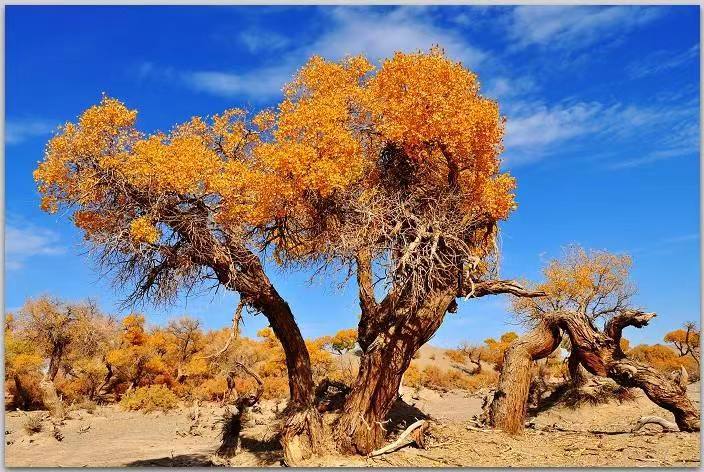 【临夏林草文化】科普篇‖胡杨铁骨千年铸，沧桑燃尽度春秋