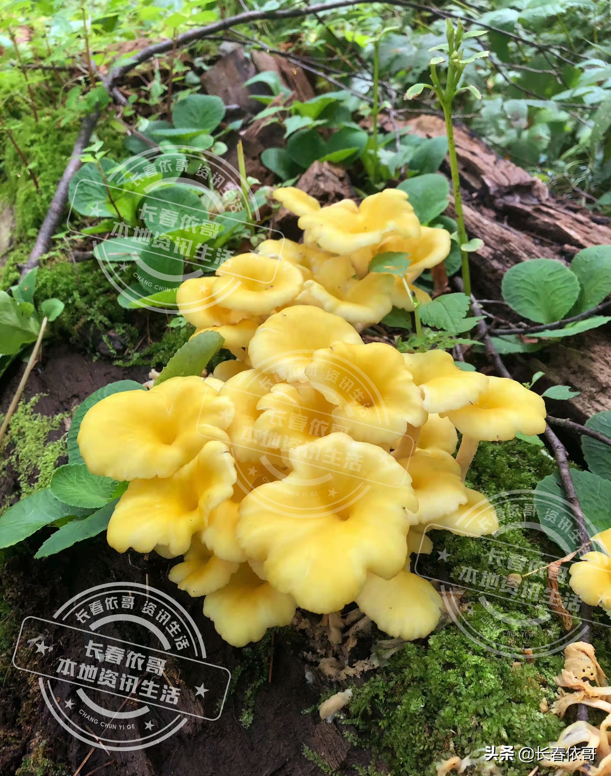 东北榛蘑排名前十的蘑菇,山珍长白山特产榆黄蘑