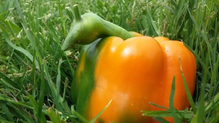 长得丑被抛弃,长得丑被人抛弃