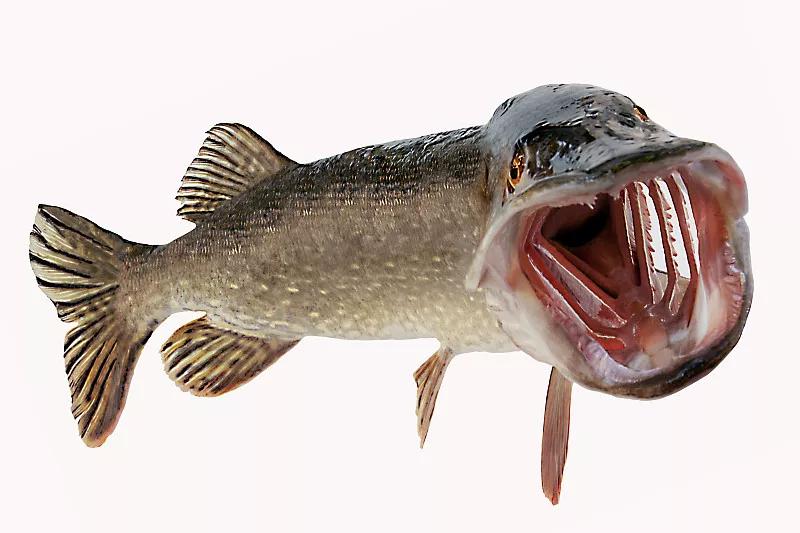 最好养的观赏鱼冷水鱼有哪些中型,冷水鱼有哪些观赏鱼比较好看