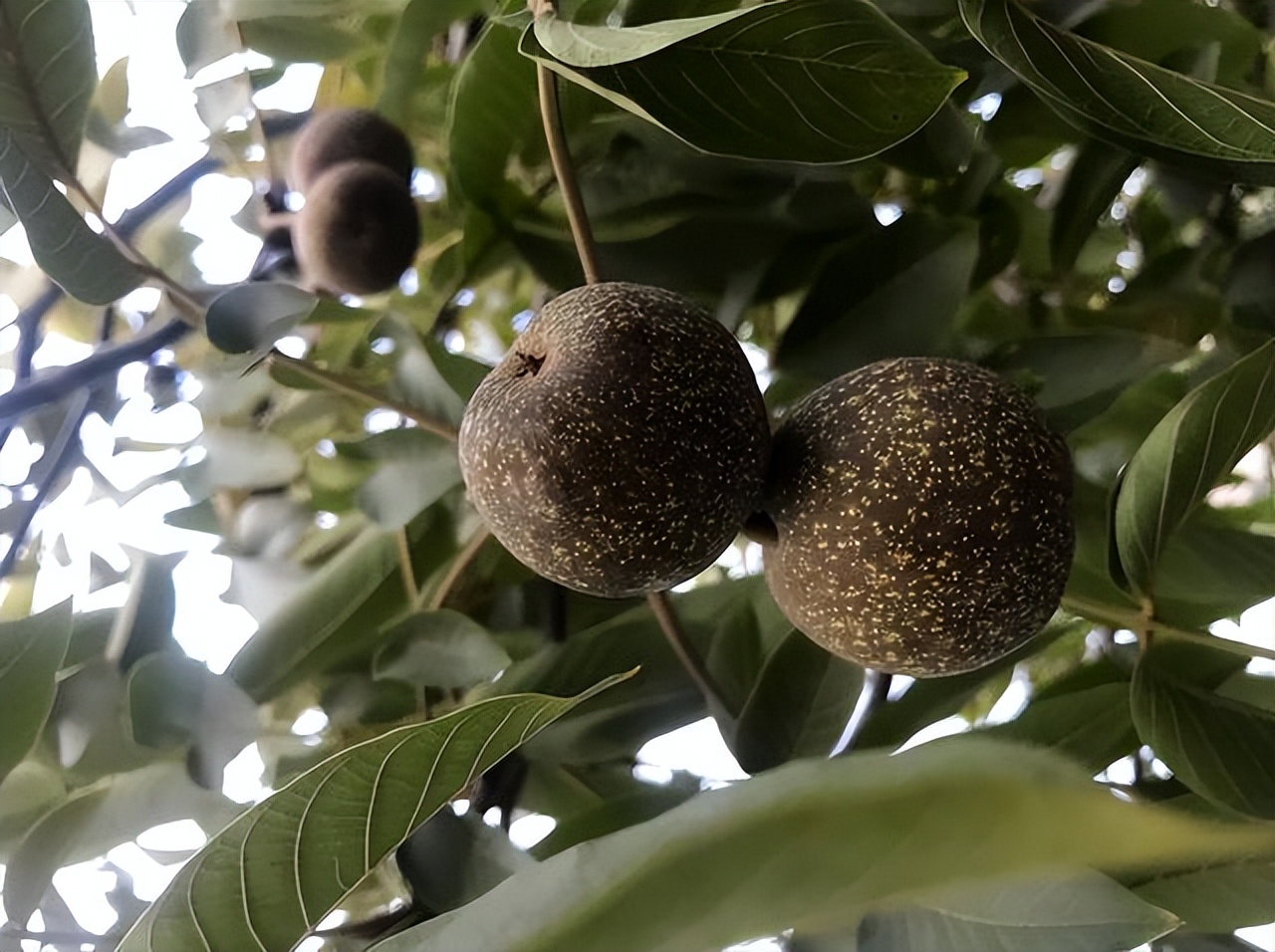 核桃树落果的原因与防治,核桃树怎么防止落果