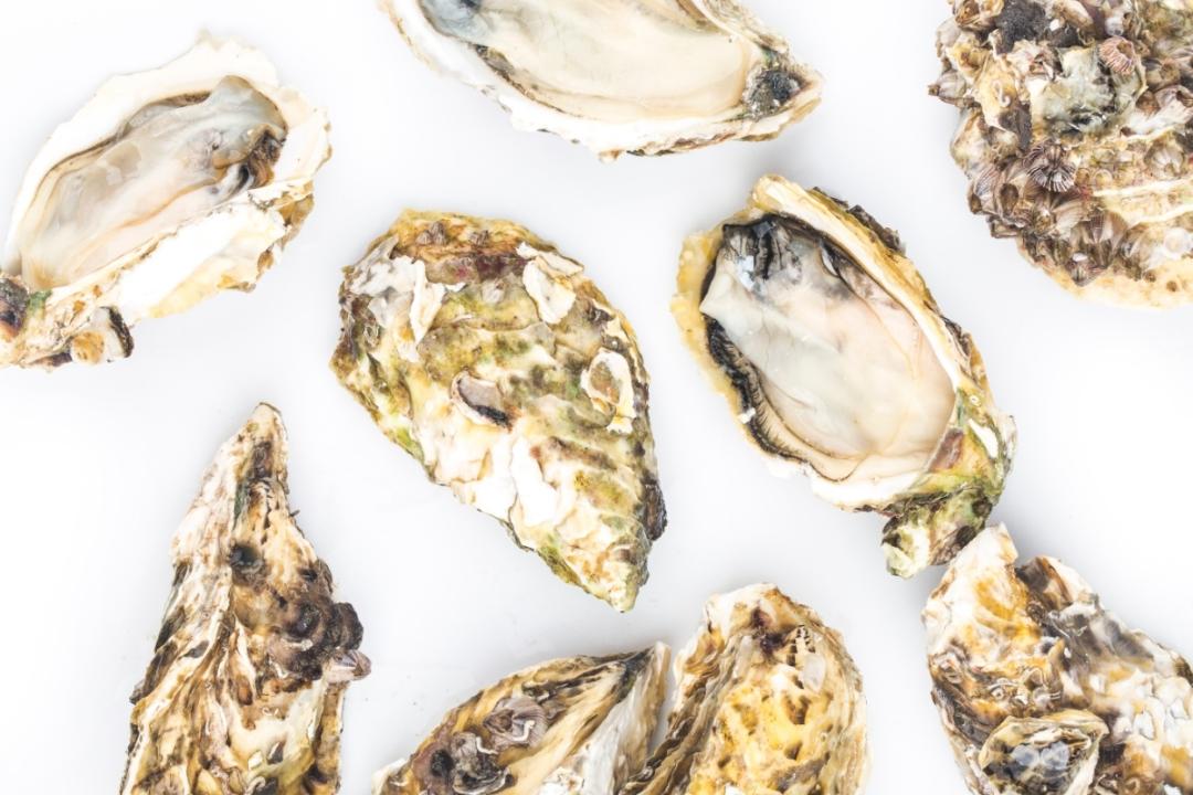 世界地图海鲜,澳大利亚最新海鲜图片