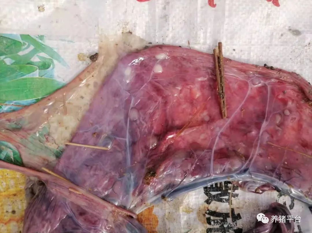 如何看母猪胎衣是否下完,母猪胎衣怎么判断猪病