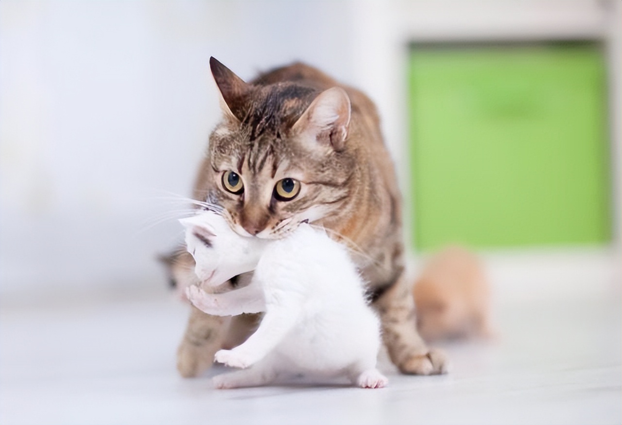 宠物猫妈妈为什么要把猫宝宝叼走,母猫会把小猫叼给铲屎官照顾吗