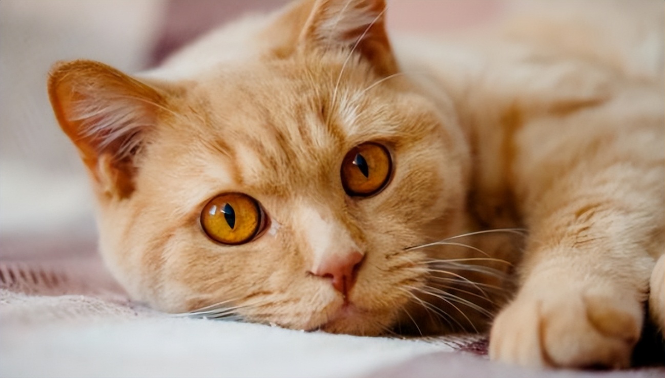 母猫卵巢囊肿怎么治疗,母猫卵巢囊肿