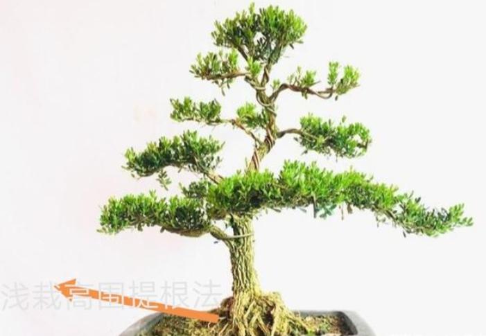 没有造型的罗汉松树苗,没根的造型罗汉松能养活吗