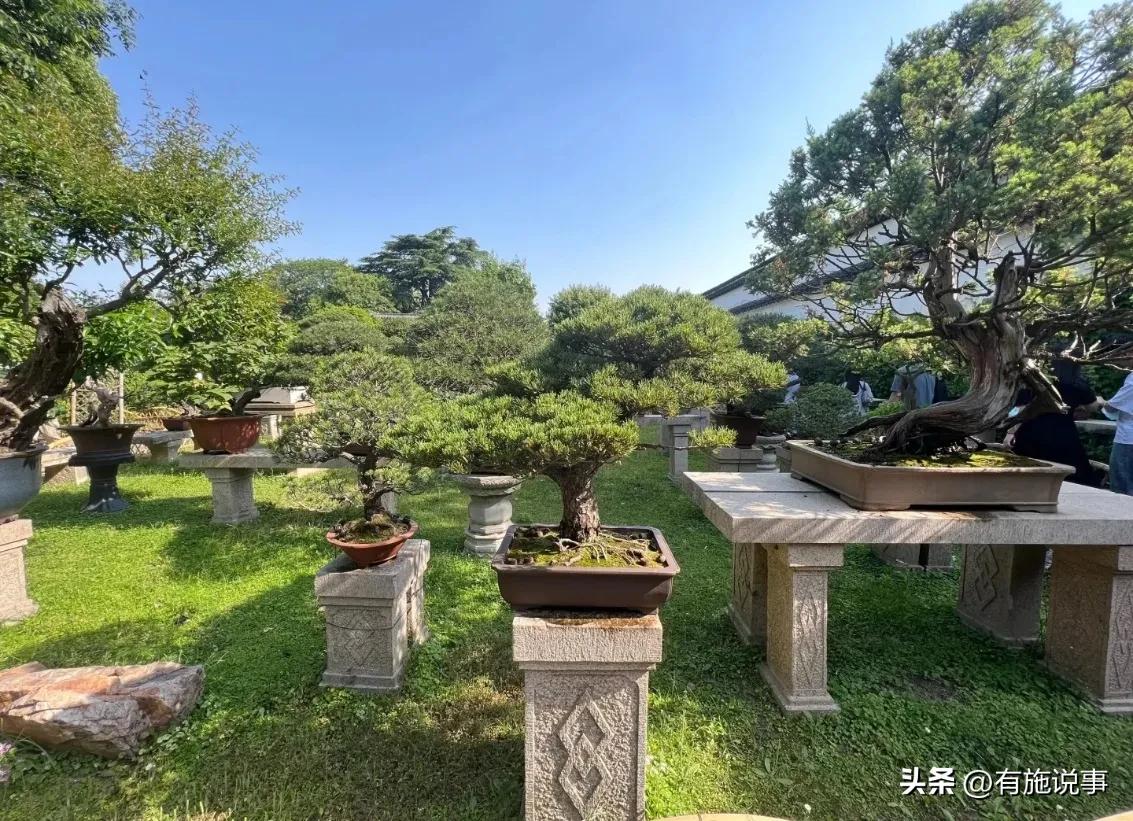 享乐游苏州之【拙政园】