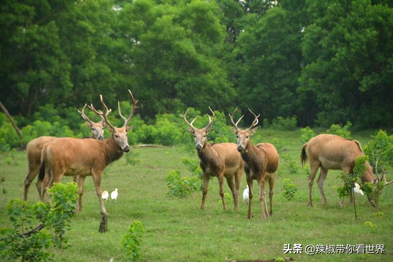 盐城最大的海边城市,盐城海岸线为何一直延伸