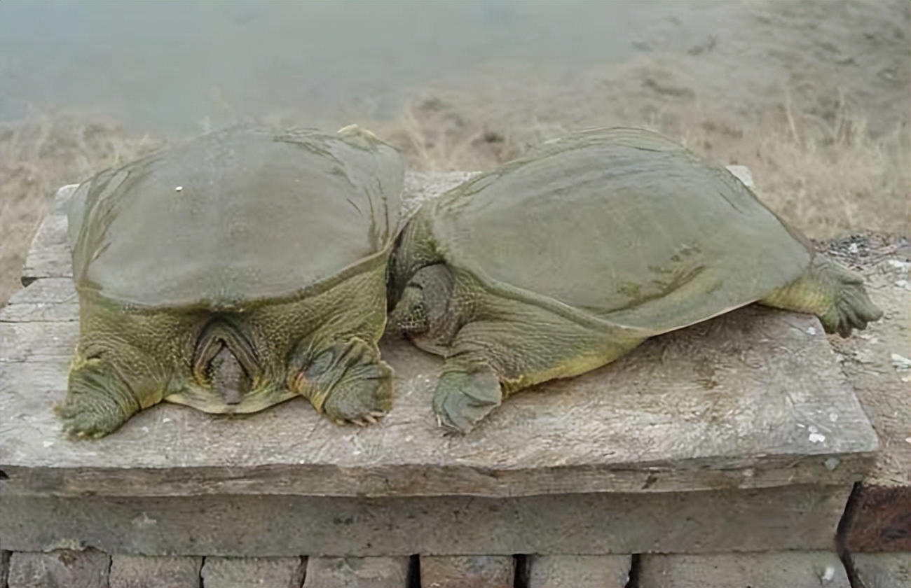 养殖哪个鳖种有前景,中华鳖养殖现状及未来发展