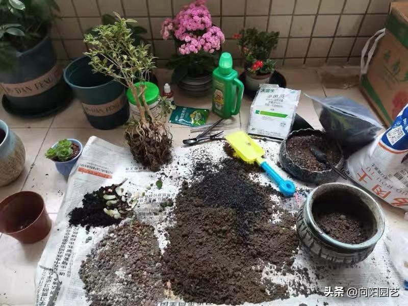 草木灰能根除土壤的病虫害吗,草木灰作用与防治方法