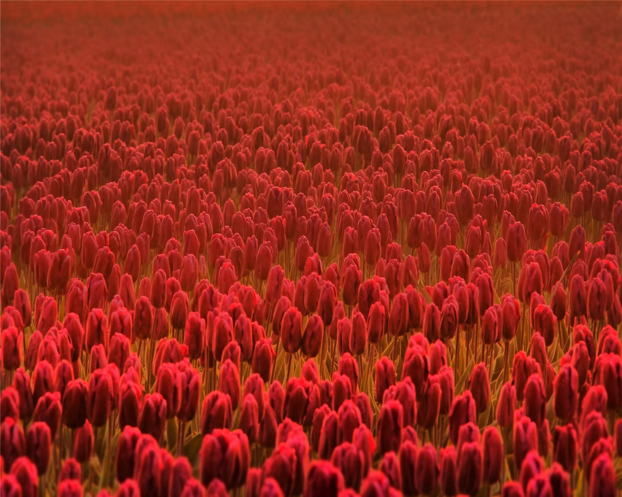 50张顶级绿色绝美壁纸,100张惊艳全屏壁纸风景