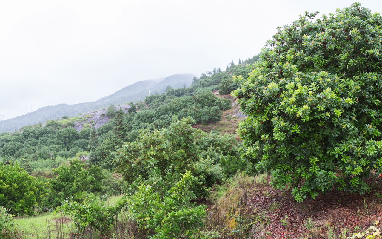 溢果生香正宗仙居杨梅,正宗仙居东魁杨梅自摘