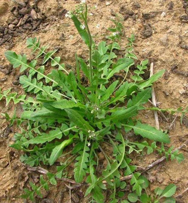 浙江人常吃的蔬菜有哪些,幼儿园常吃的蔬菜有哪些