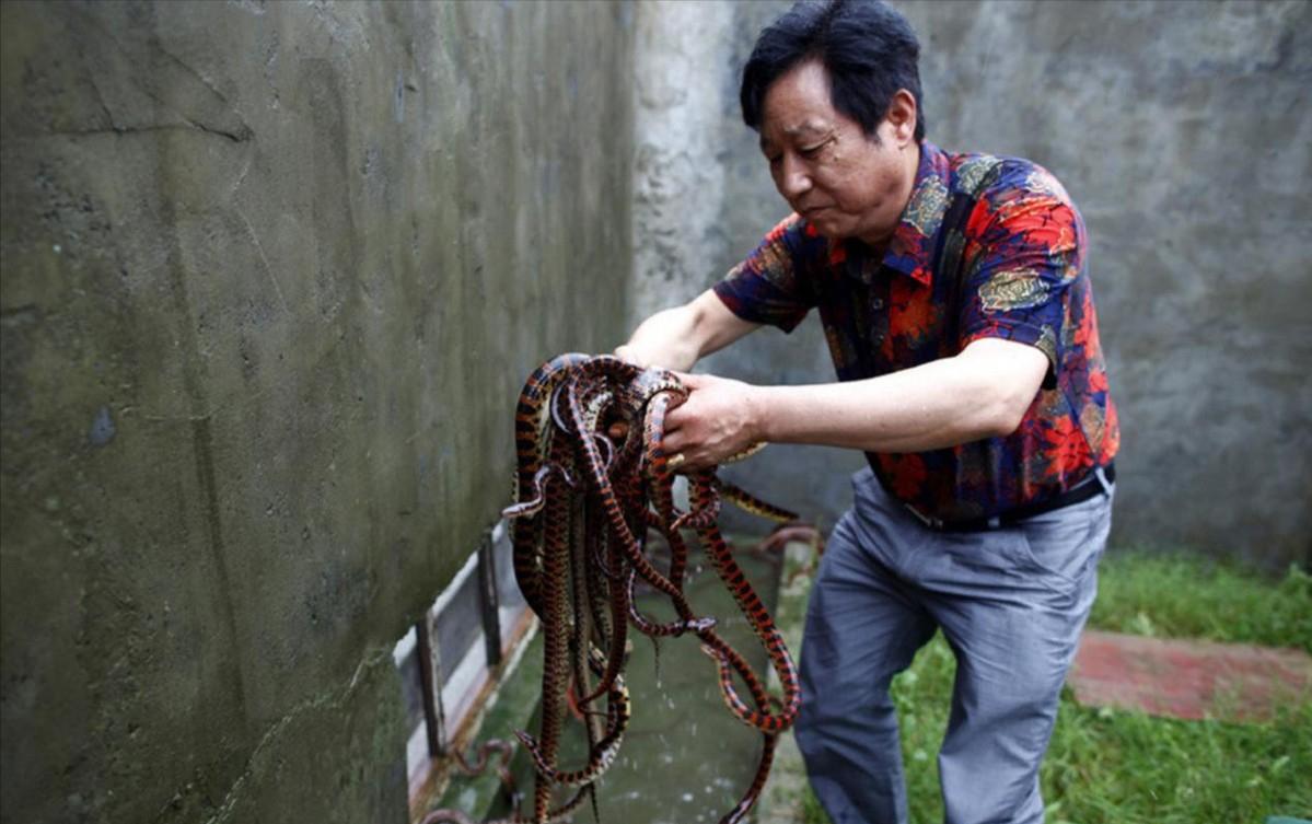与蛇同吃同住？“中国第一蛇村”养300万条蛇，蛇王靠它收入千万