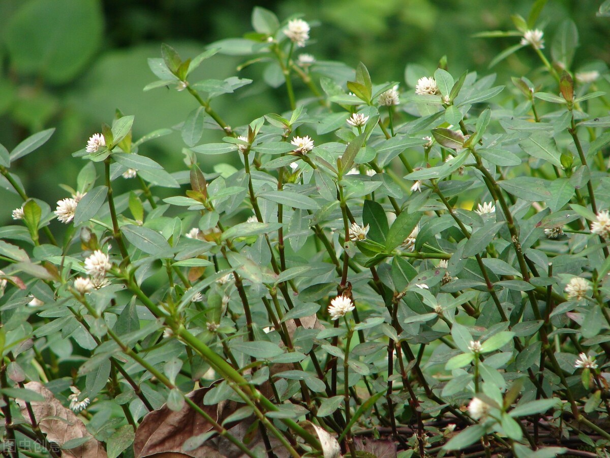 鐤媯鐨勬按钁姦瑙嗛,鐤媯鐨勬按钁姦