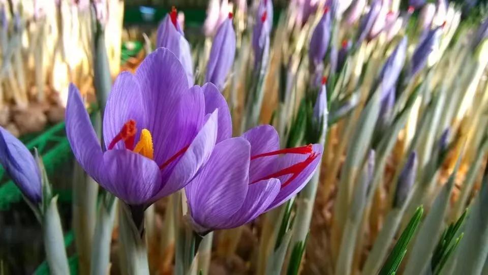 藏红花和西红花的药效区别大吗,西红花和藏红花药用有什么区别