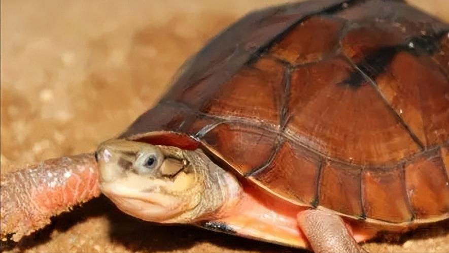 金钱龟的生物学特性及人工繁殖,野生金钱龟的生活习性