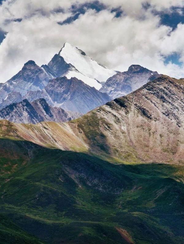 水井坊1号菌群,水井坊一号