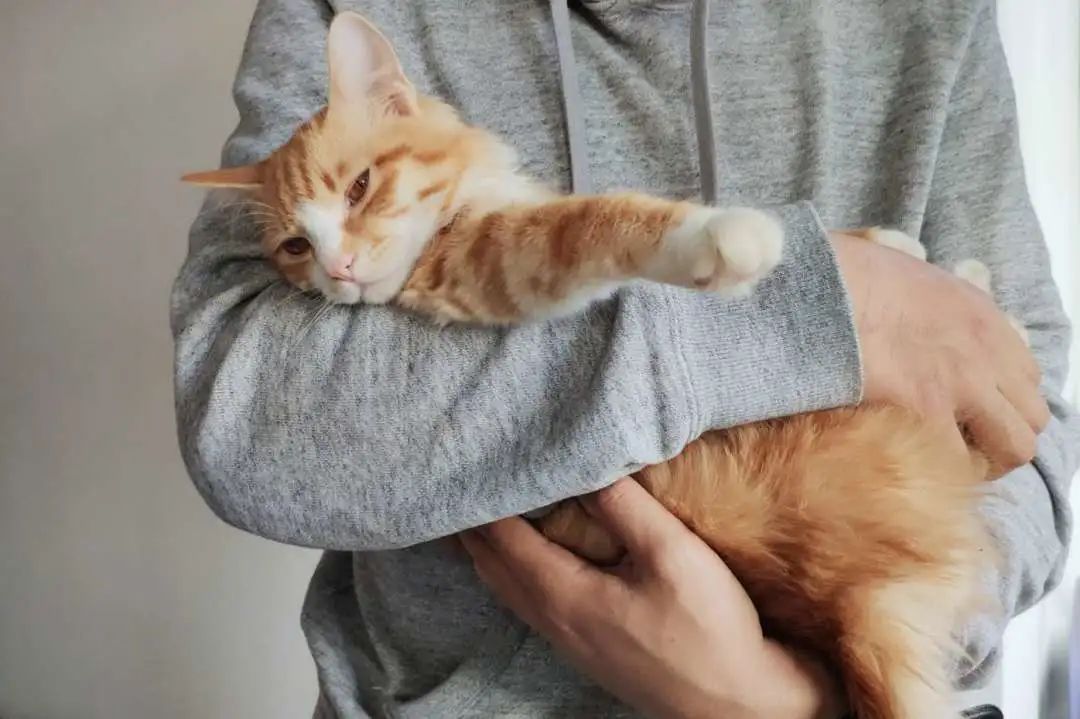 不要被可爱蒙蔽眼睛,买猫被骗300元是真的吗