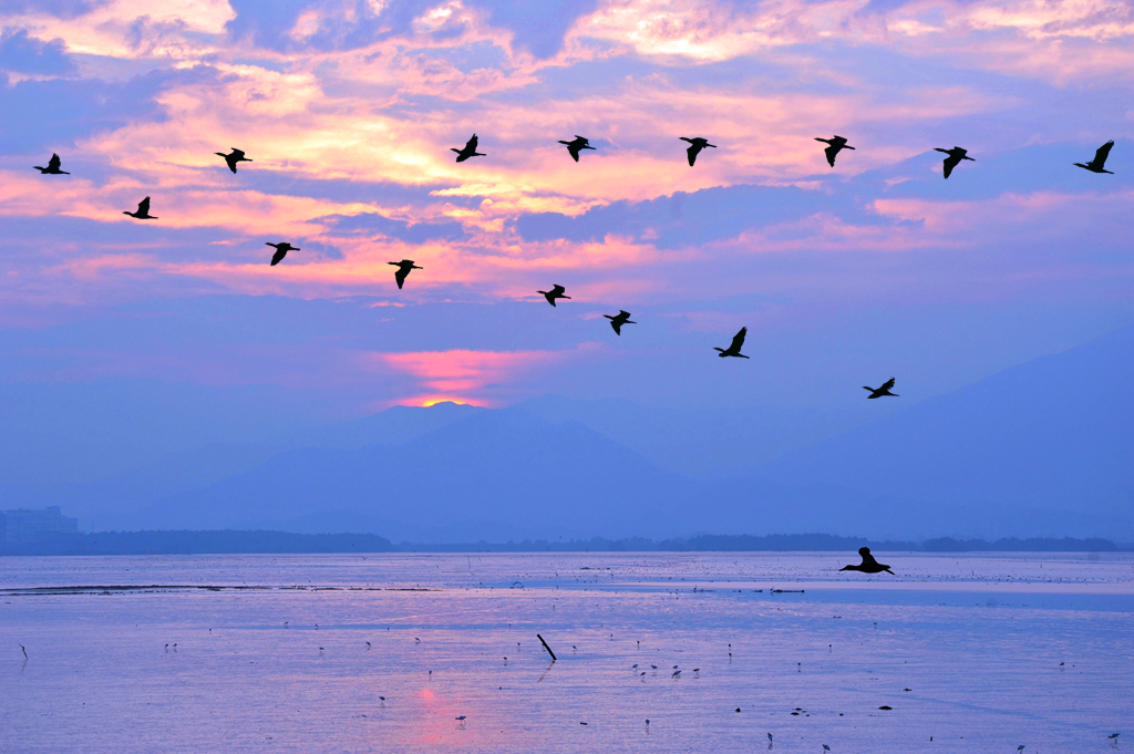 飞鸟全文及译文,飞鸟译文