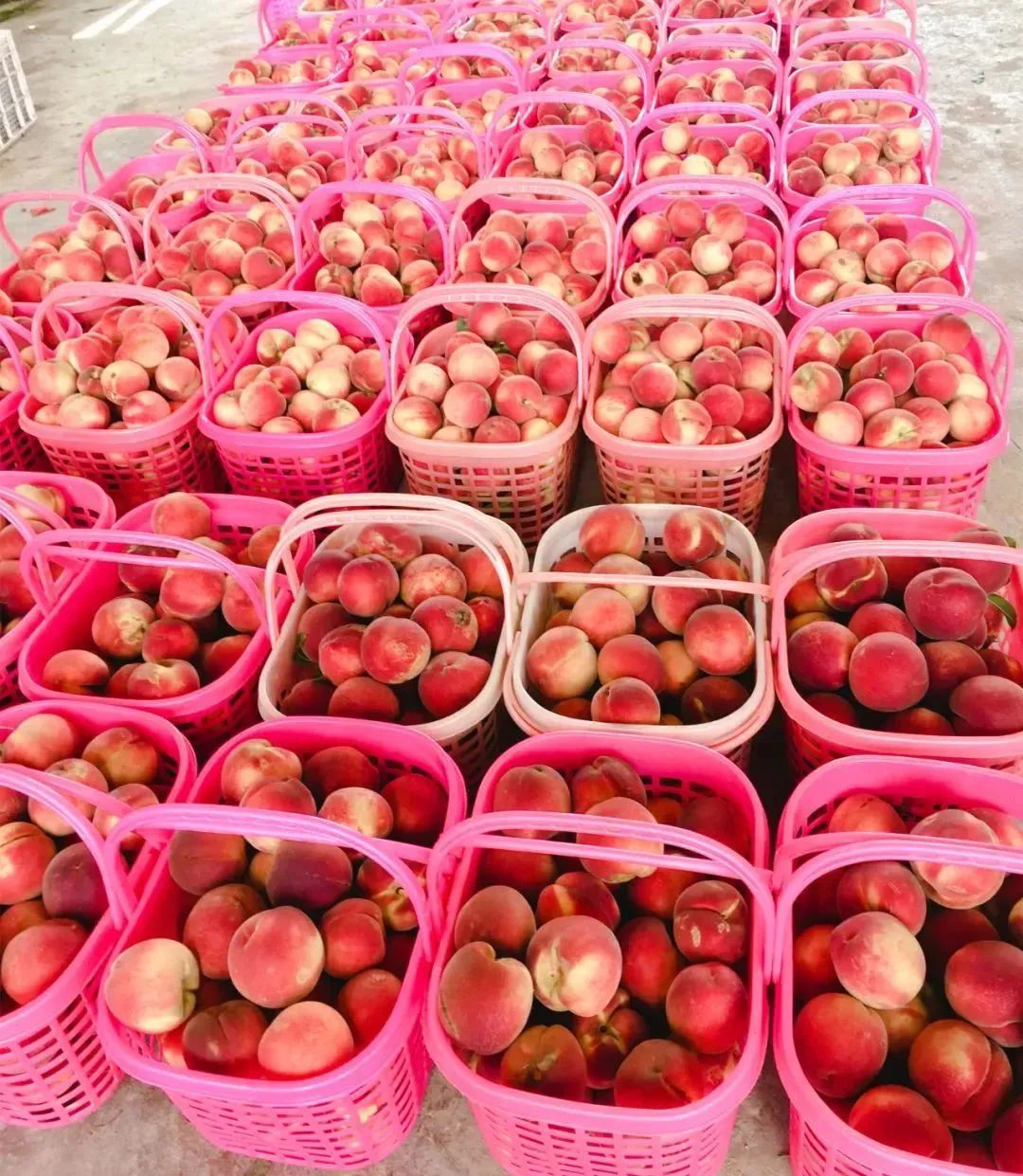 月游闽侯│七月-塘里洋里春园鲤,沉浸闽侯清凉里!