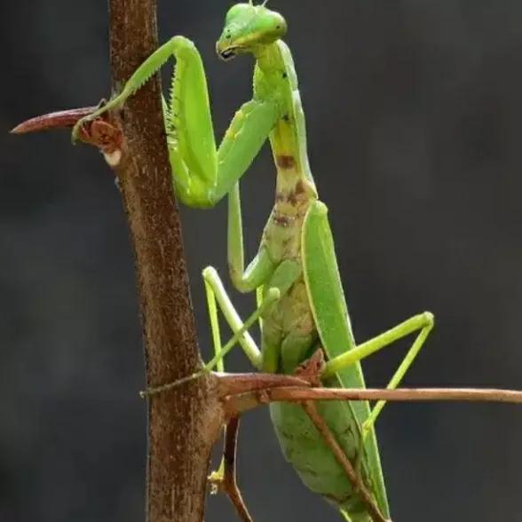 螳螂吃掉自己丈夫的头,螳螂为什么吃掉配偶螳螂吃蛇