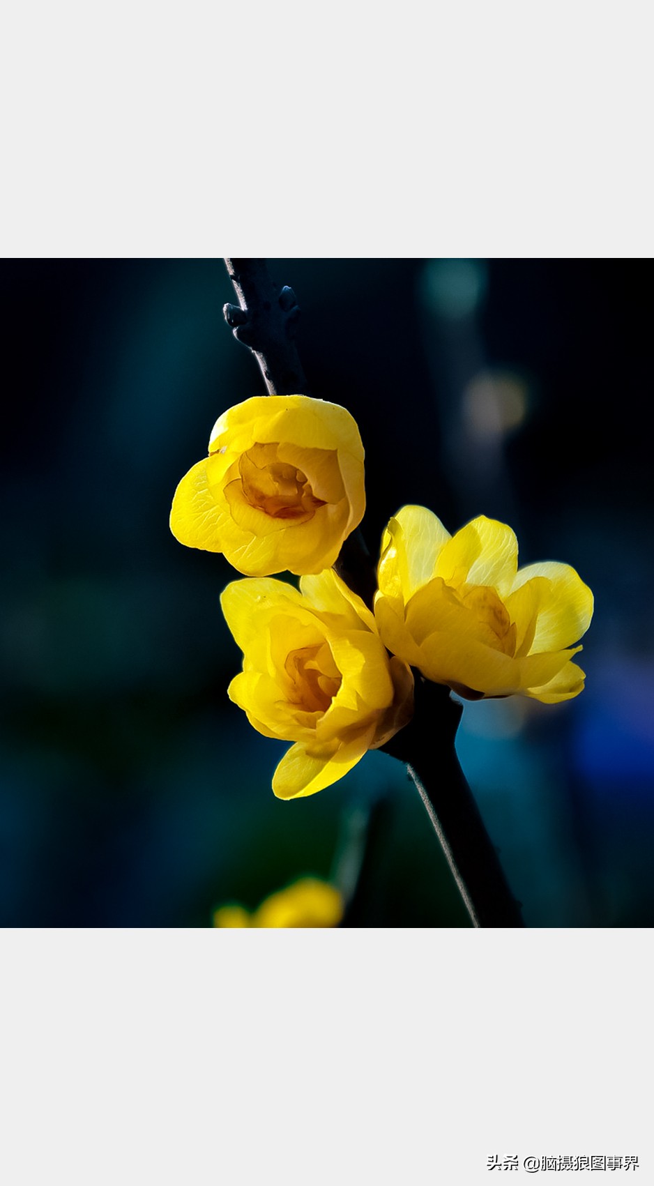 教你几个拍摄腊梅的摄影技巧干货,腊梅花怎样拍照好看