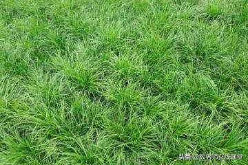 草坪园林景观设计,园林景观和草坪景观区别