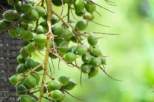 槟榔那么难吃为什么会成瘾,槟榔成瘾还有晕乎乎的感觉了吗