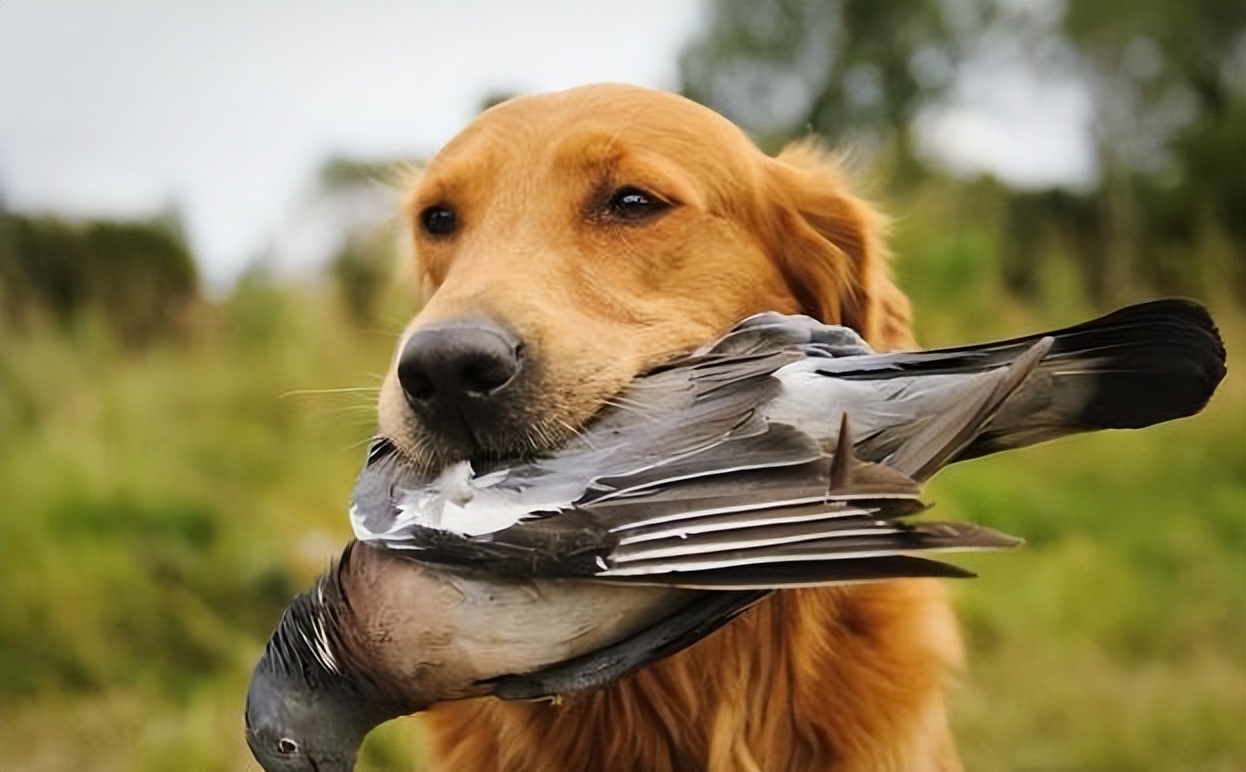 猫的胡子有多长就能钻过多大的洞,猫咪的胡子就像一把尺子可以测量