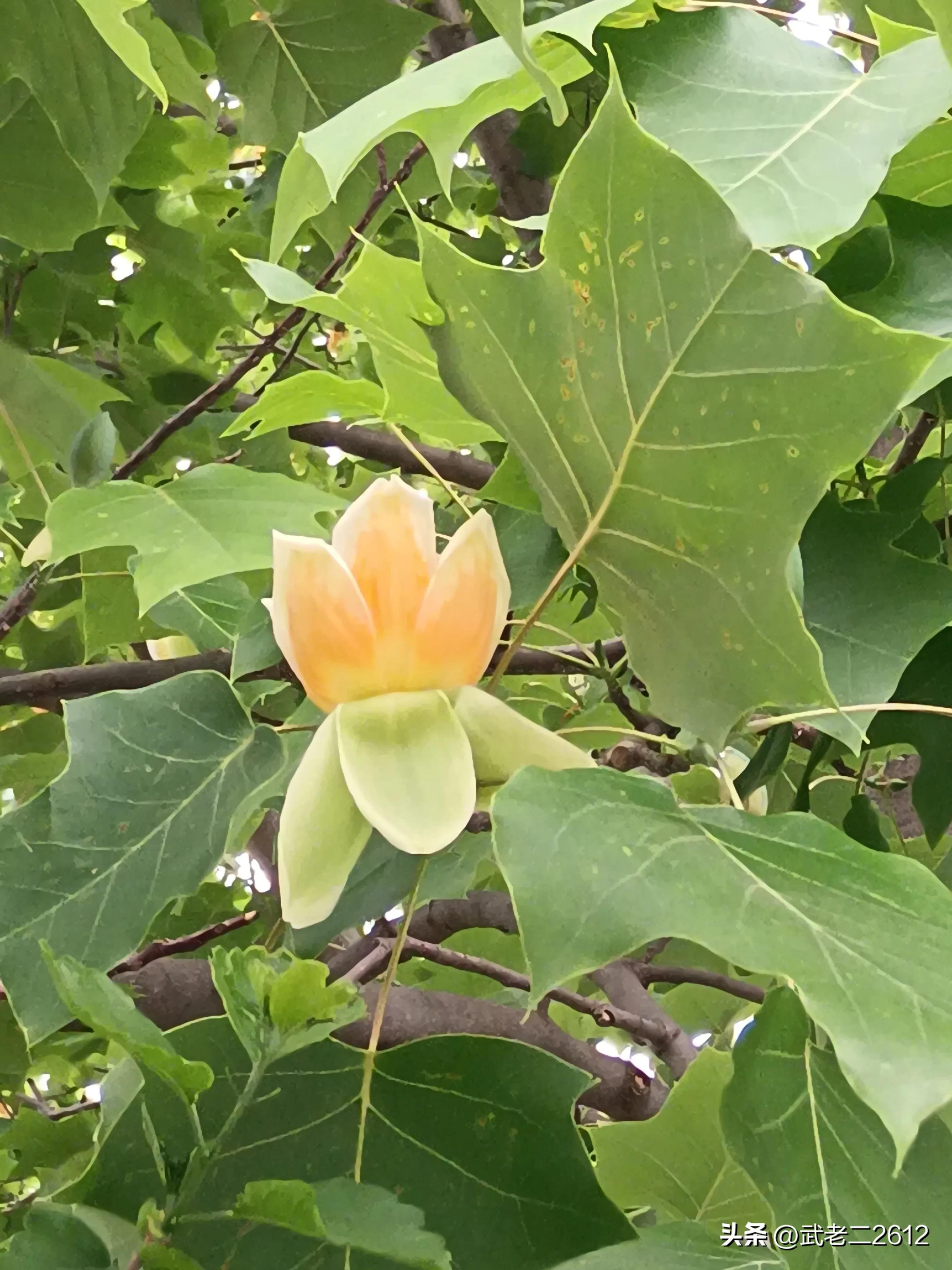 一个为我折树上莲花灯的人