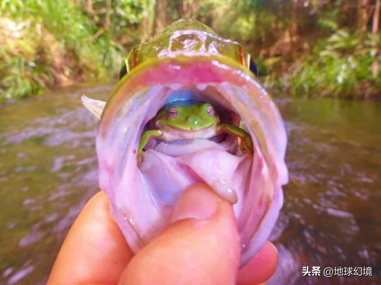 21张罕见动物照：凶狠浣熊攻击鳄鱼，巨大水蛭缠腰一圈