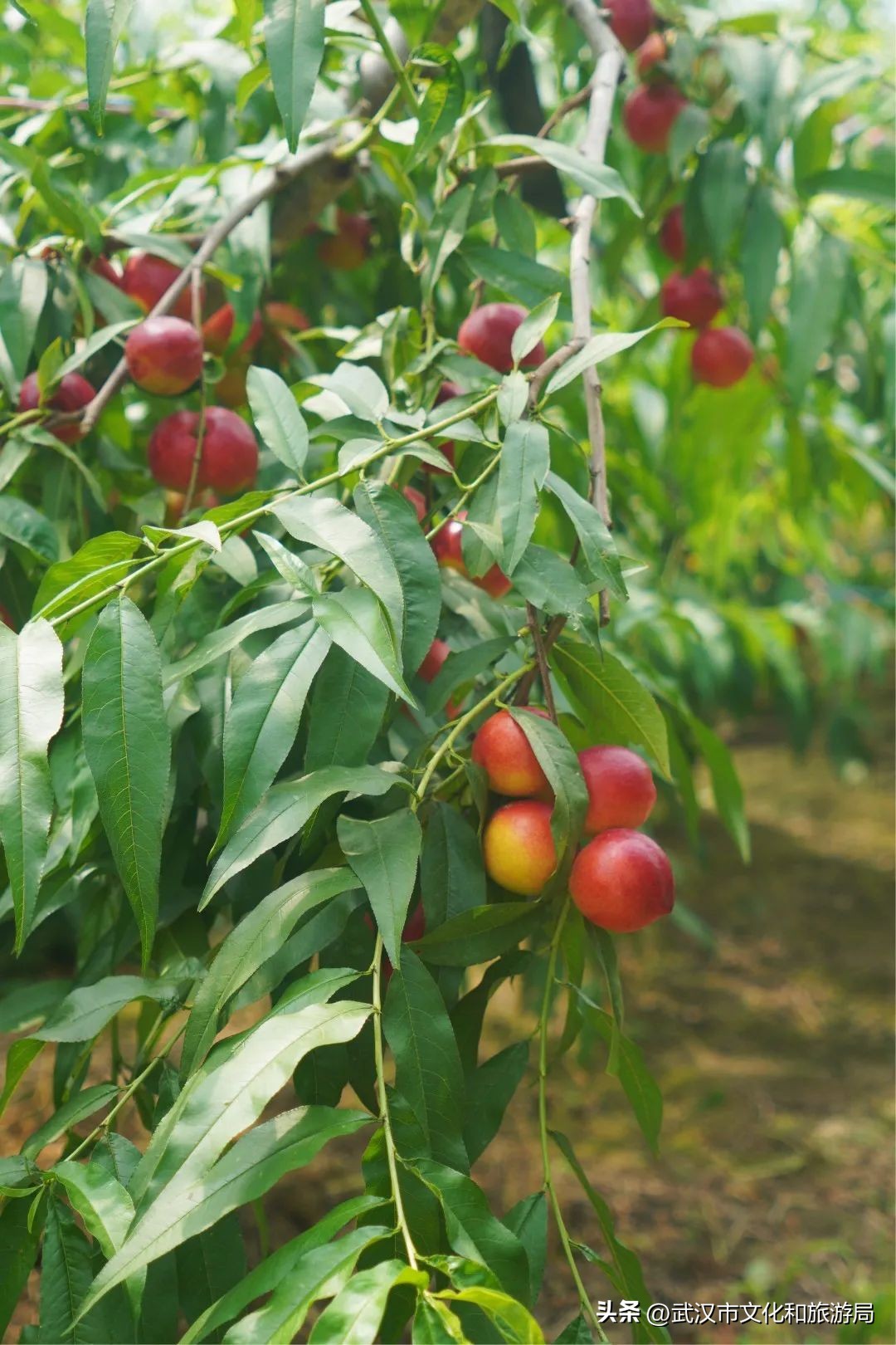 端午游攻略视频,端午出行攻略视频