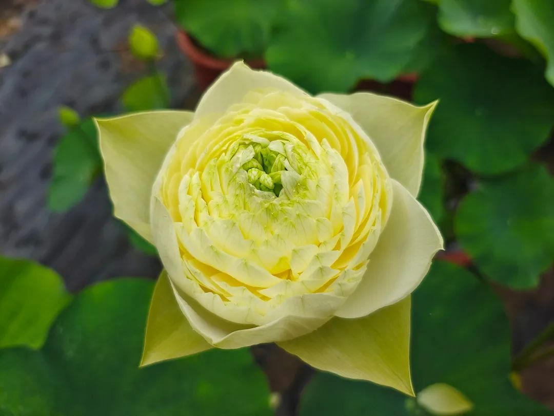 绝美的荷花品种大全图集,超好看荷花品种大型荷花