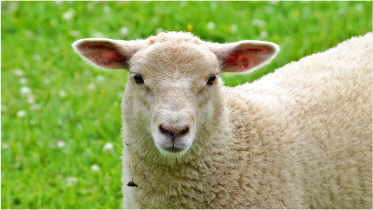 羊胃肠炎症状和治疗,羊胃肠炎使用什么药品治疗