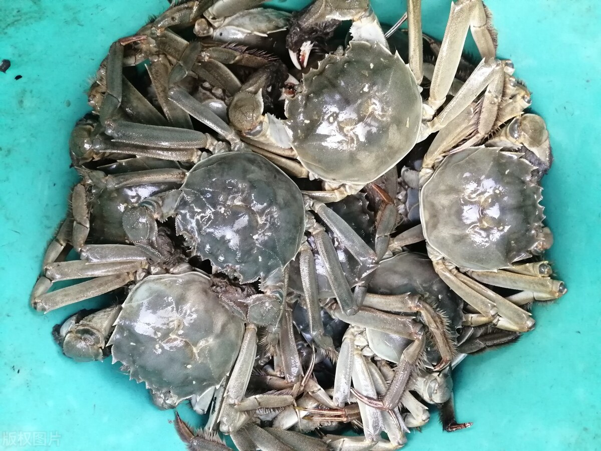 螃蟹吐泡泡是什么症状,螃蟹吐泡泡说明什么