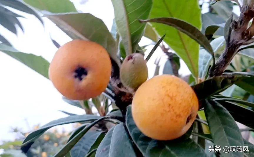 吃出好心情食物,五种水果吃出好心情