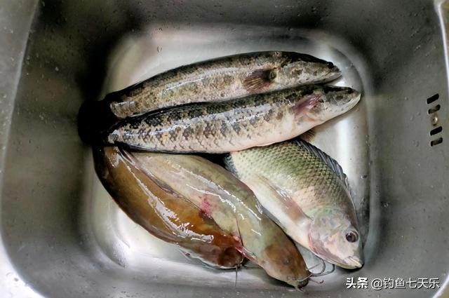 失去底线？广东男子“射鱼”引发质疑：带字的乌龟也不放过