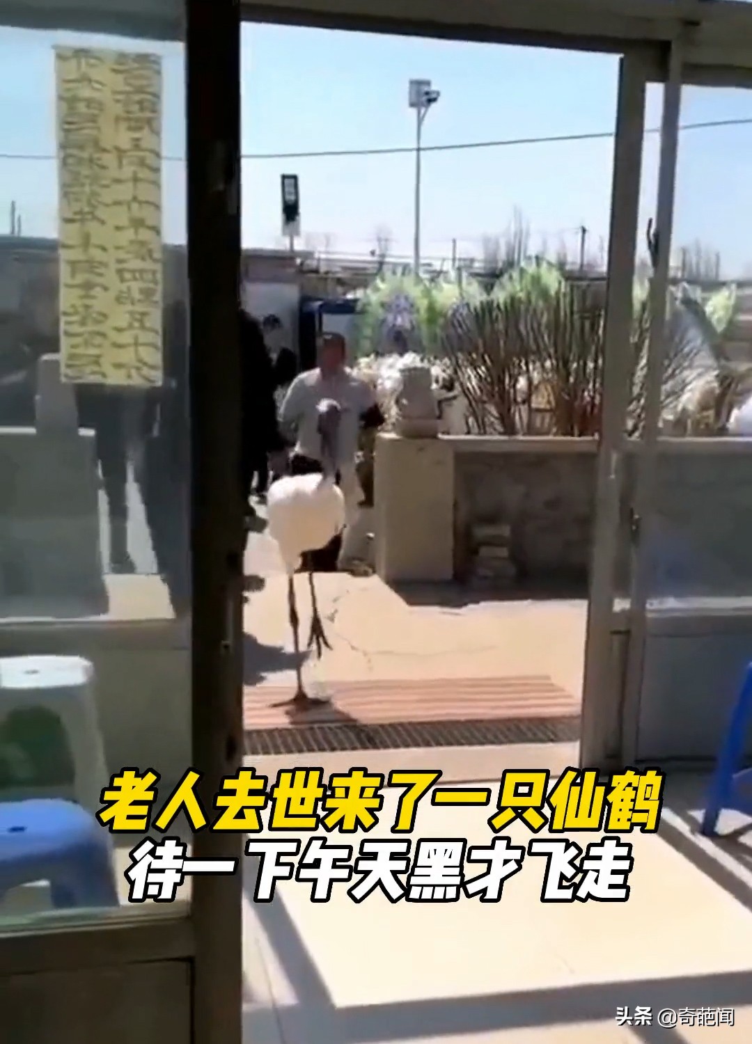 老人去世当天一只仙鹤前来道别,老人去世一只仙鹤走进灵堂