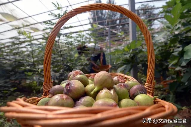 无花果水果知识,无花果的科普视频