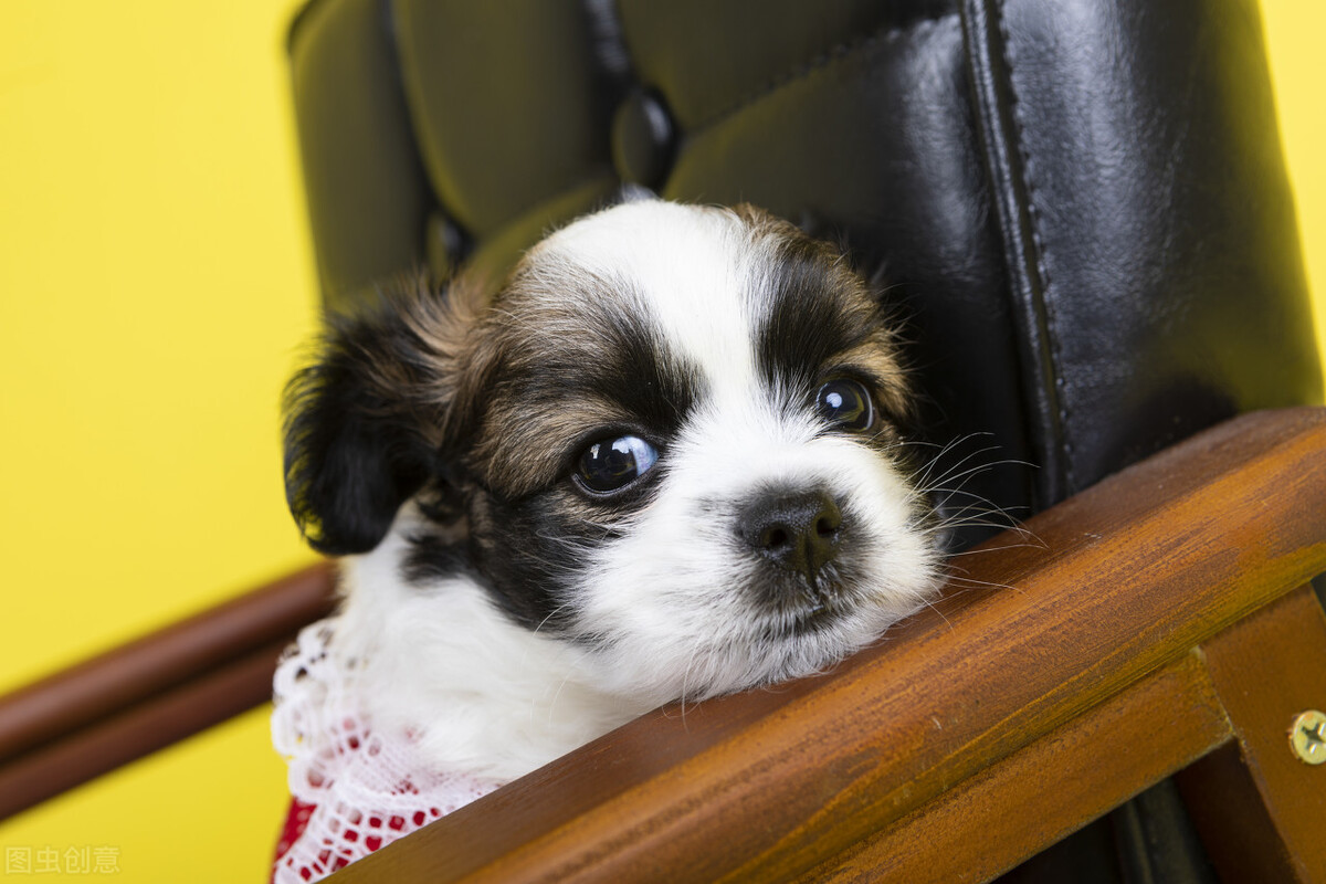 金毛幼犬30天喂奶粉什么量,30天幼犬一天要喝多少克奶粉