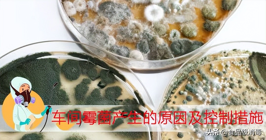 食品厂霉菌及孢子如何杀灭,季铵盐能不能杀灭霉菌孢子