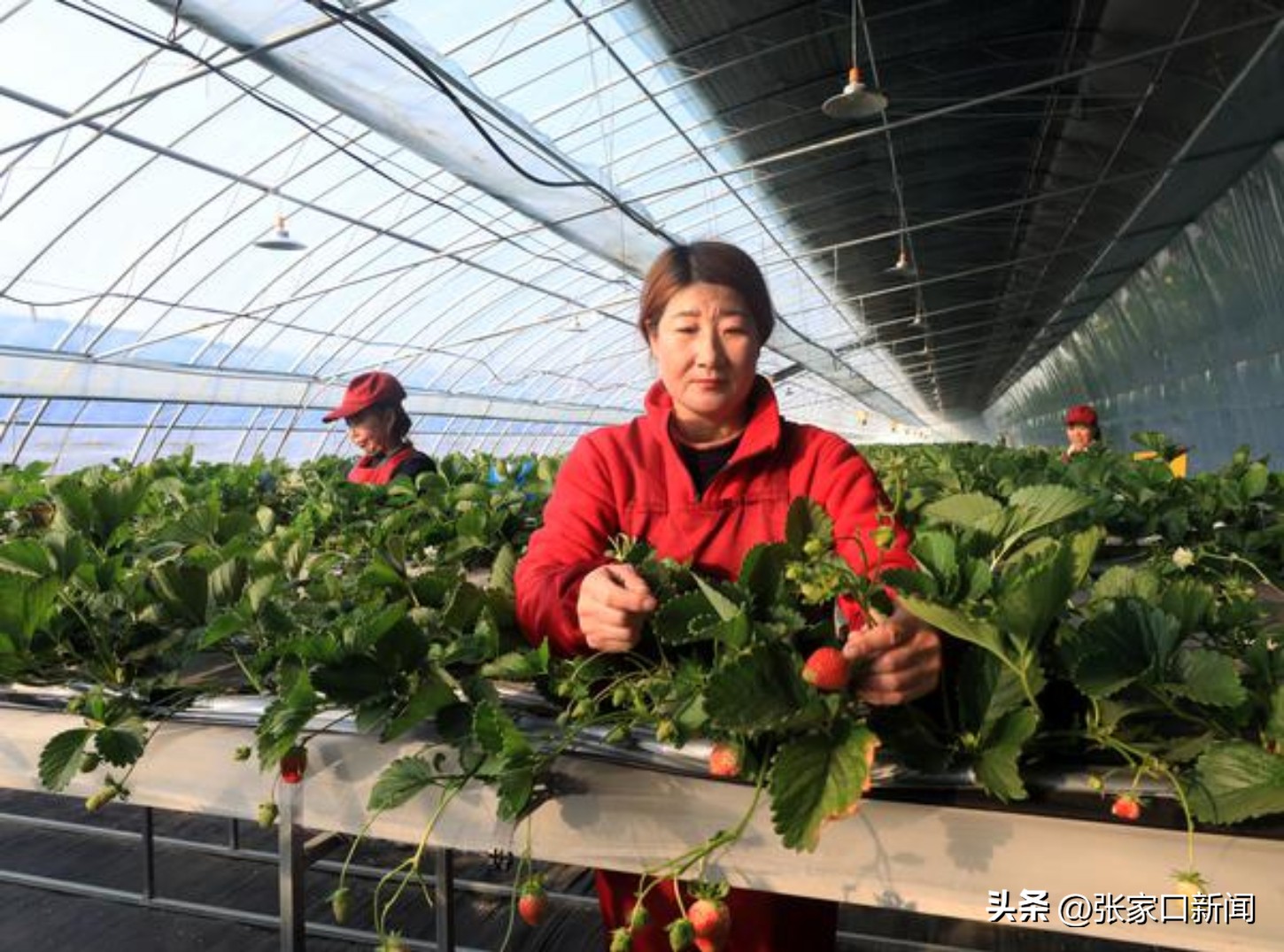 张家口陈飞,摄影师陈飞扬