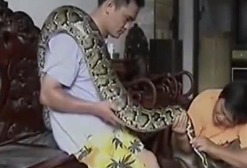 海南报恩巨蟒现况,巨蟒为报恩甘愿当“保姆”