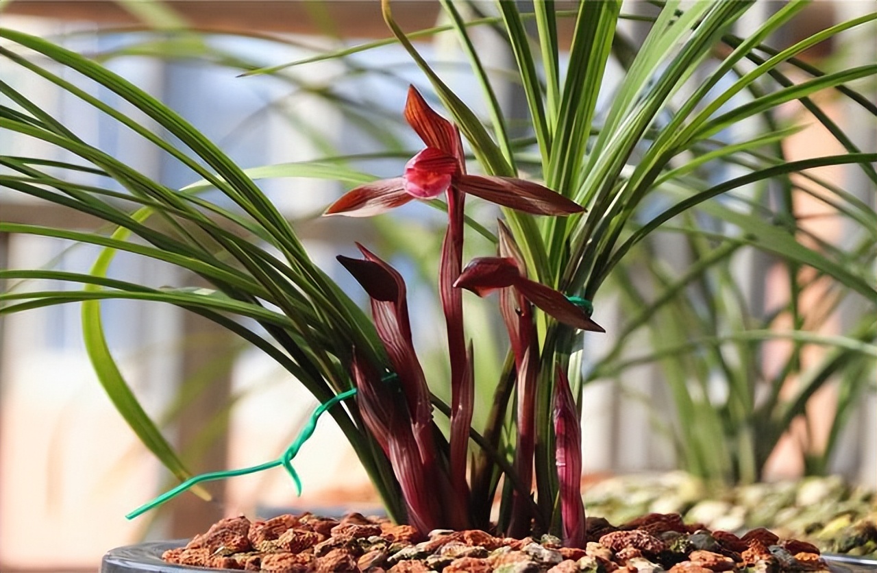 最香名贵十种兰花,老花匠都爱养的2款名贵兰花