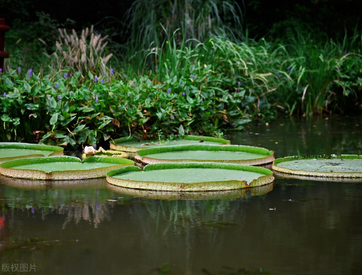上海踏青2022,上海踏青最佳景点2021