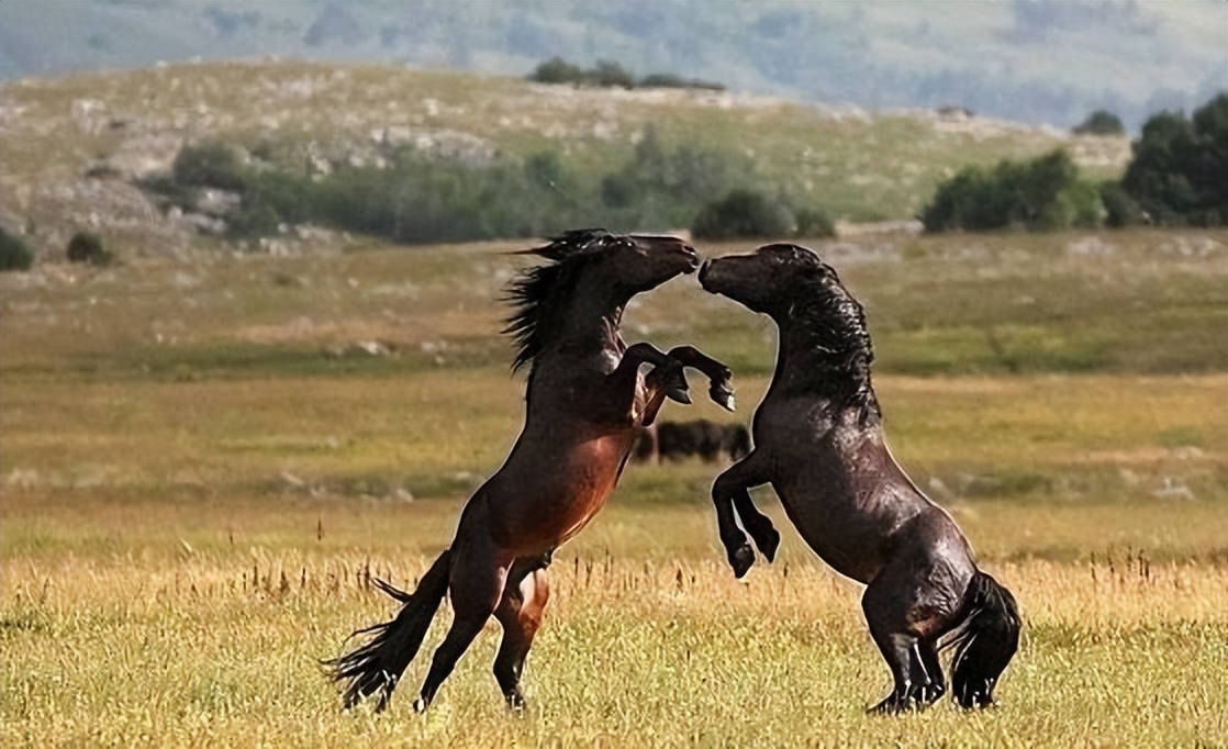 性快感的神秘面纱：除了人类，还有哪些动物能感受到？