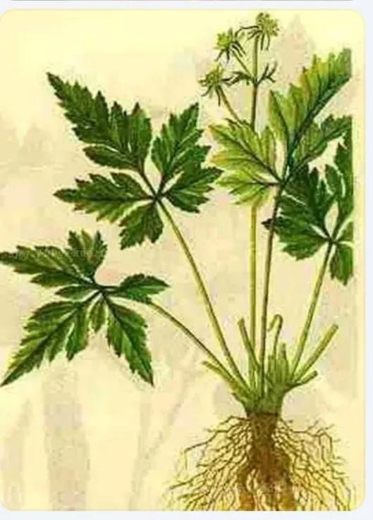 每日一味中药川贝母,每日一方黄连汤