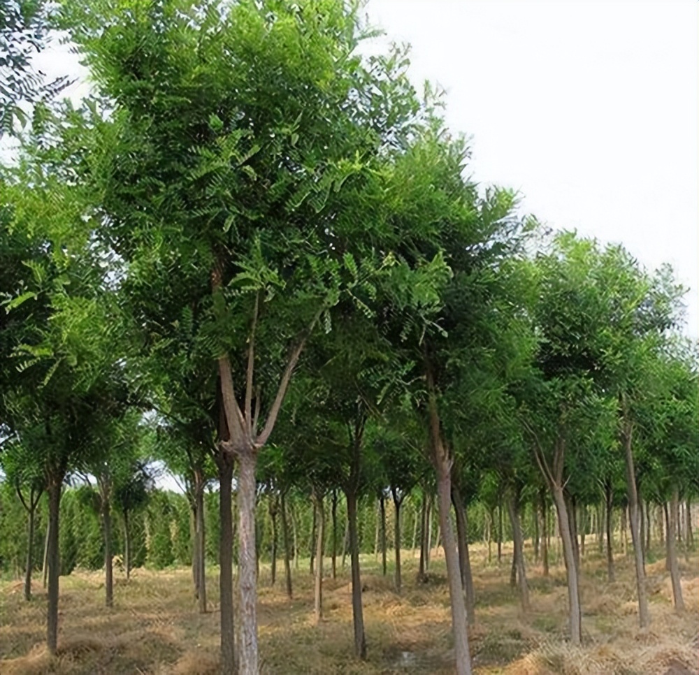 国槐价格当今行情,国槐苗木价格低迷